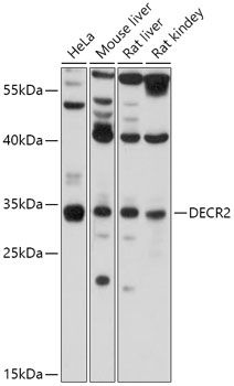 Western blot
