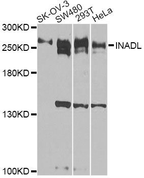 Western blot - INADL antibody (144-08476)