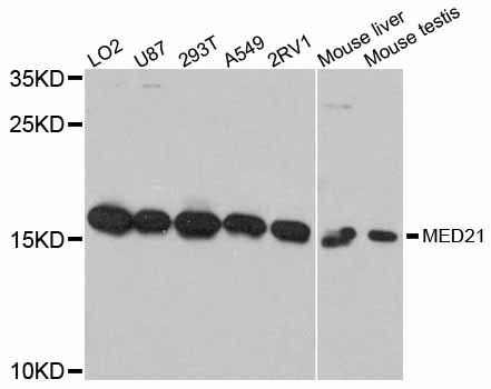 Western blot - MED21 antibody (144-12168)