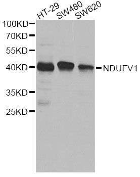Western blot - NDUFV1 antibody (144-08014)
