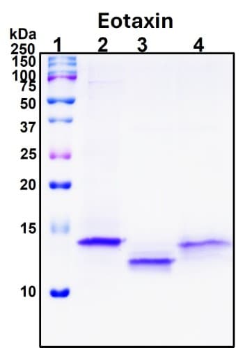 SDS-PAGE Image