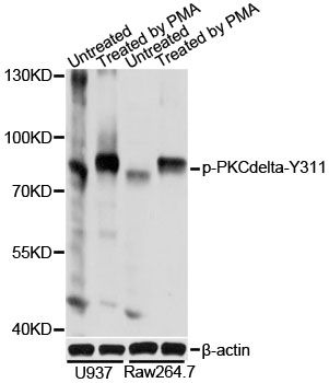 Western blot - Phospho-PKCdelta-Y311 antibody (144-61500)