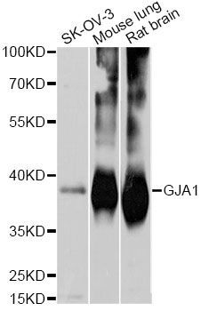 Western blot - GJA1 antibody (144-011752)