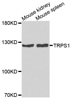 Western blot - TRPS1 antibody (144-07743)