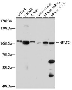 Western blot