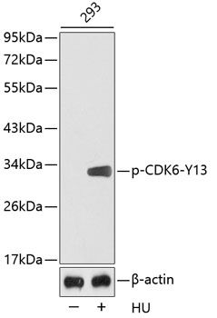 Western blot