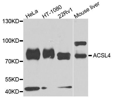 Western blot - ACSL4 antibody (144-06826)