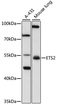 Western blot