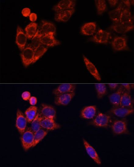Immunofluorescence - NRF1 Polyclonal Antibody (144-05547)