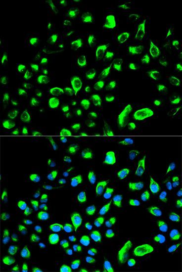 Immunofluorescence - YWHAQ antibody (144-02563)