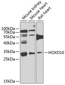 Western blot