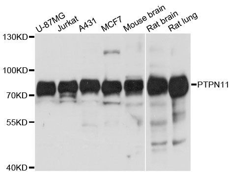 Western blot - [KO Validated] PTPN11 Polyclonal Antibody (144-012486)