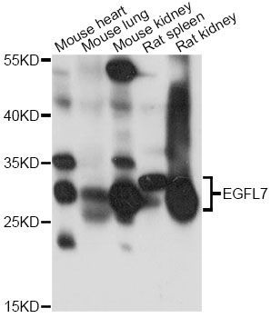 Western blot - EGFL7 antibody (144-61473)