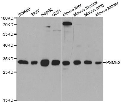 Western blot - PSME2 antibody (144-05562)