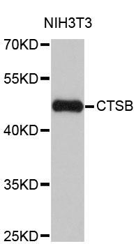 Western blot - CTSB Polyclonal Antibody (144-00967)