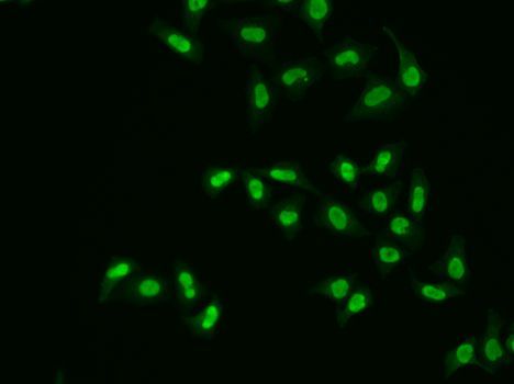 Immunofluorescence - APEX1 antibody (144-01117)