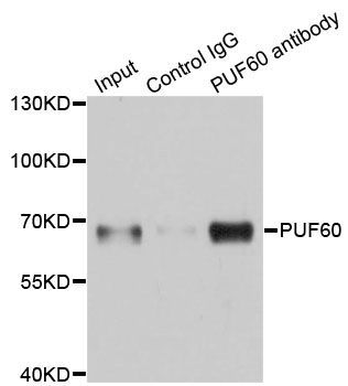 Immunoprecipitation - 3ug PUF60 antibody (144-06709)