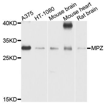 Western blot - MPZ Polyclonal Antibody (144-01687)