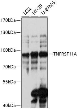 Western blot