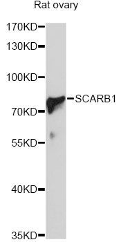 Western blot - SCARB1 Antibody (144-01584)