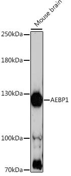 Western blot