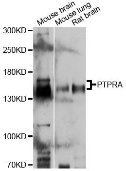 Western blot - PTPRA antibody (144-012318)