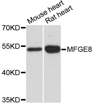 Western blot - MFGE8 antibody (144-12322)