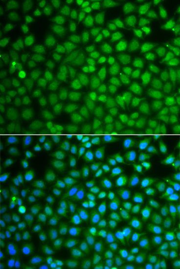 Immunofluorescence - ZNF346 antibody (144-07507)