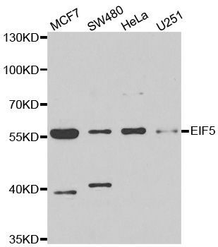 Western blot - EIF5 antibody (144-06583)