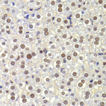 Immunohistochemistry - NASP Antibody (144-06938)