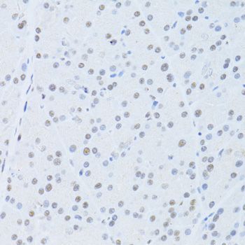 Immunohistochemistry - POLR2A Polyclonal Antibody (144-011181)