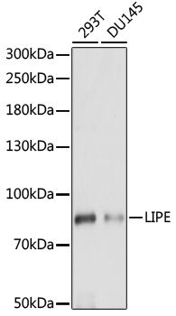 Western blot