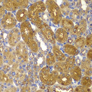 Immunohistochemistry - PRKAB1 antibody (144-07921)