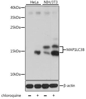 Western blot - MAP1LC3B Polyclonal Antibody (144-11282)