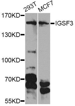 Western blot - IGSF3 Antibody (144-012449)
