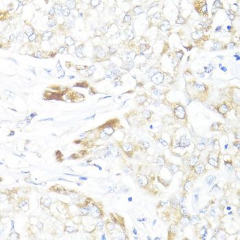Immunohistochemistry - HSD17B10 antibody (144-05448)