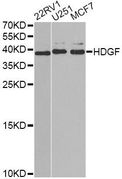 Western blot - HDGF antibody (144-60431)