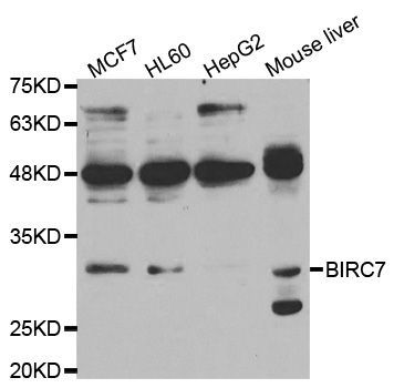 Western blot - BIRC7 antibody (144-05736)