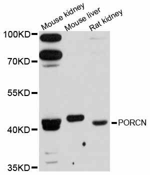 Western blot - PORCN antibody (144-12250)