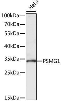Western blot - PSMG1 antibody (144-61001)