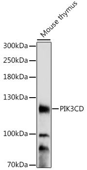 Western blot