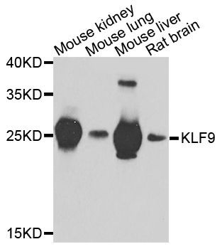 Western blot - KLF9 Polyclonal Antibody (144-07196)