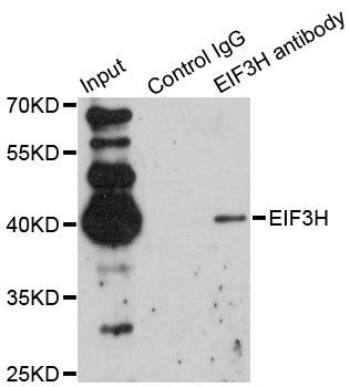 Immunofluorescence - EIF3H Polyclonal Antibody (144-013378)