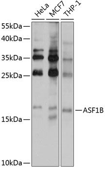Western blot