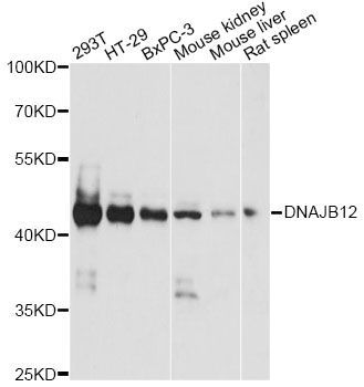 Western blot - DNAJB12 antibody (144-607295)