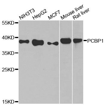Western blot - PCBP1 Polyclonal Antibody (144-01044)