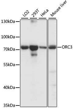 Western blot - ORC3 antibody (144-015415)