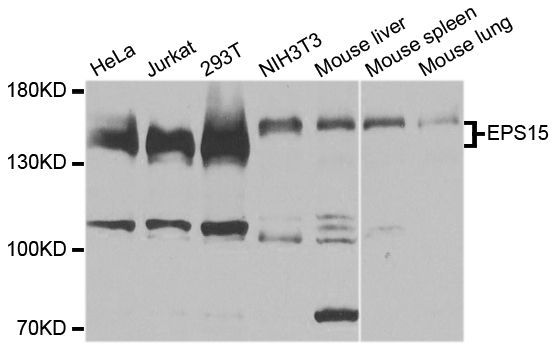 Western blot - EPS15 antibody (144-09814)