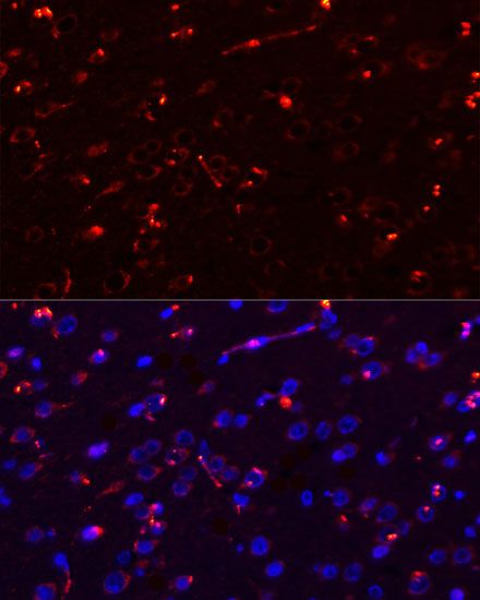 Immunofluorescence - MEGF10 Polyclonal Antibody (144-600568)