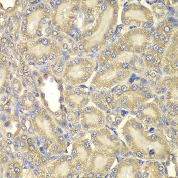 Immunohistochemistry - MBP antibody (144-01664)